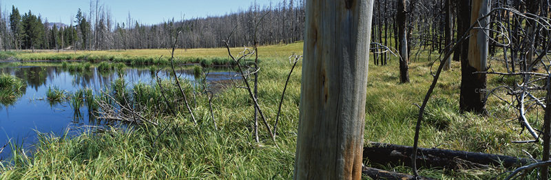 湿地草甸映林间，静谧自然生态