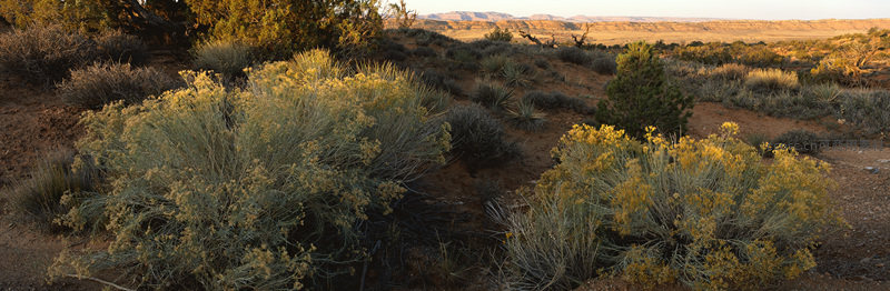 荒漠灌木丛在夕阳下泛着金黄