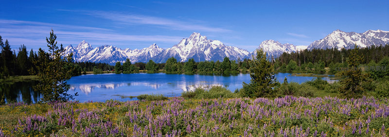 紫色花海映雪山倒影