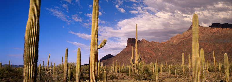 仙人掌林立山间