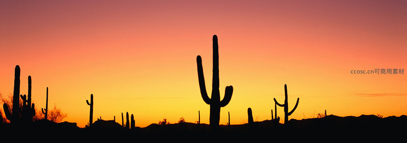 仙人掌剪影，沙漠夕阳如火