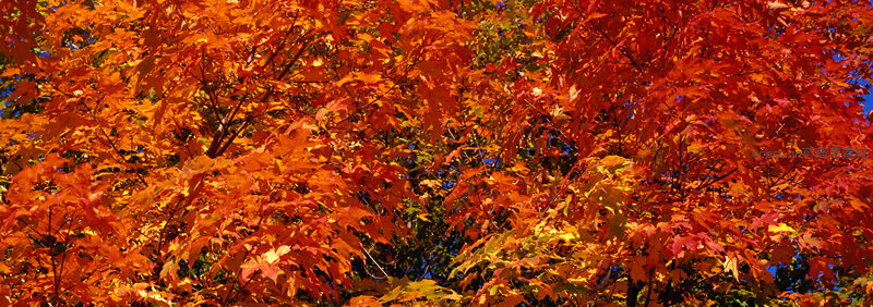 火红枫林在蓝天映衬下绚烂夺目