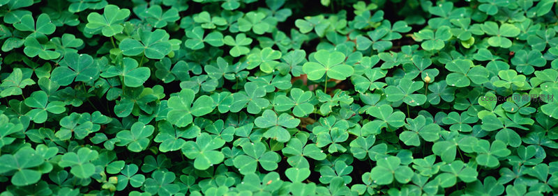 翠绿三叶草密布如地毯
