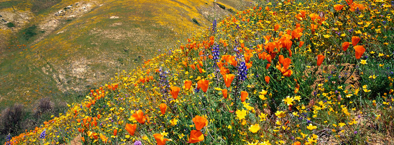 山坡野花盛开如彩毯