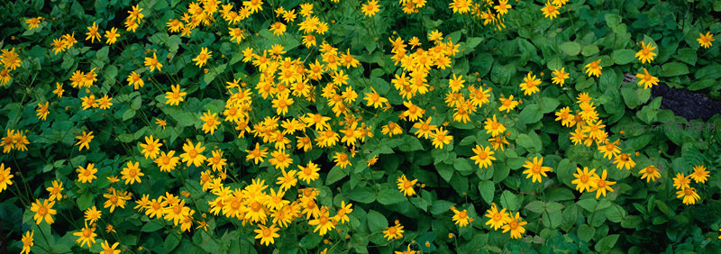 金黄野菊绽放绿叶丛中