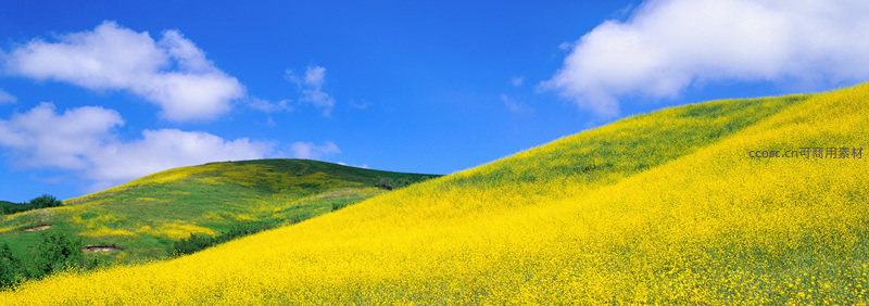 山坡上油菜花如金毯铺展，蓝天白云映衬