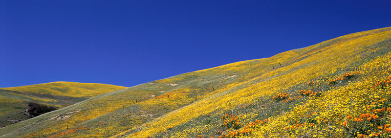野花漫山遍野，黄橙交织点缀青翠山坡