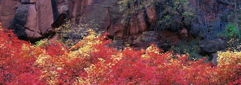 秋日红叶映衬赭色岩壁，层林尽染如画卷