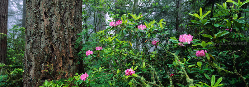 雾中杜鹃绽放林间，粉花绿叶相映成趣