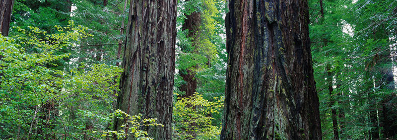 巨木参天树影婆娑，古老森林静谧深邃