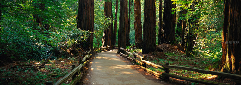 林间小径蜿蜒前行，阳光穿透巨木洒落