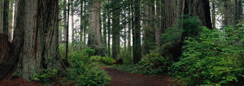 巨杉森林小径，绿意盎然幽静深邃