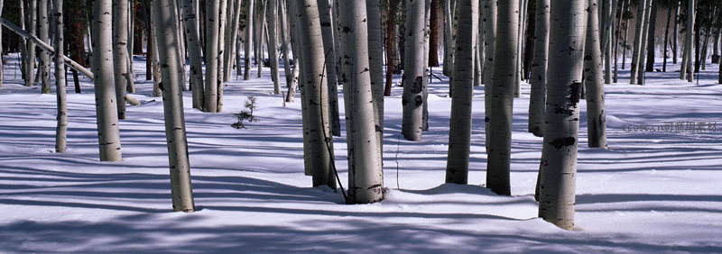 白桦林雪景，树影婆娑银装素裹