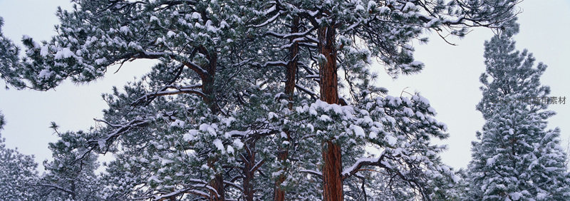 松枝覆雪，冬日森林静谧如画