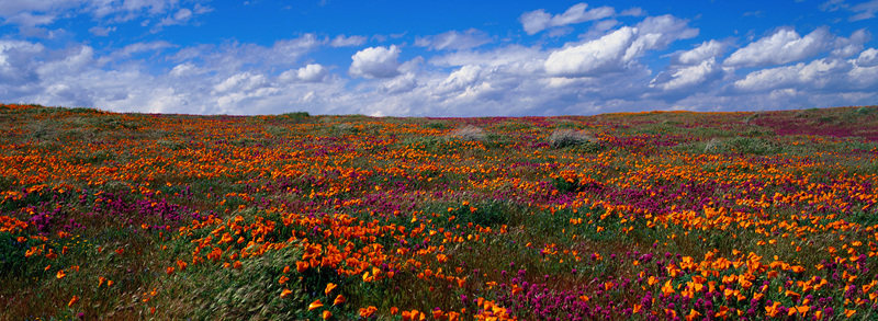 彩花漫野蓝天白云，春日盛景如梦似幻