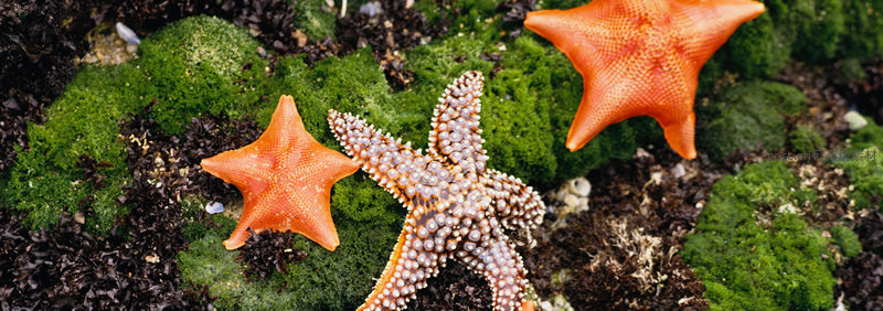 苔藓上的橙色海星特写