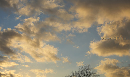 金色云海映衬枯枝剪影的黄昏天空