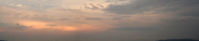 黄昏云层中的孤鸟剪影