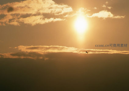 孤鸟掠过云层，沐浴金色阳光