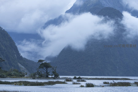 孤树立于云雾湖畔
