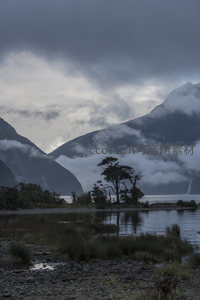 晨雾中的湖岸孤树剪影