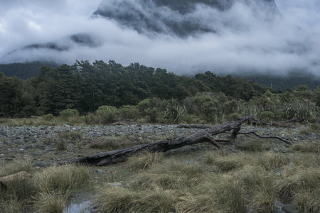 倒卧巨木与云雾森林