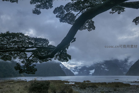 孤树临风俯瞰峡湾，云锁峰巅水天一色