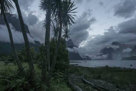 湖畔棕榈树下的宁静时光