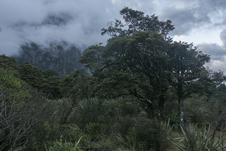 森林深处古树参天，云雾弥漫山间显神秘