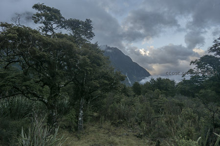 林间仰望云海山峰，绿意盎然生机勃勃