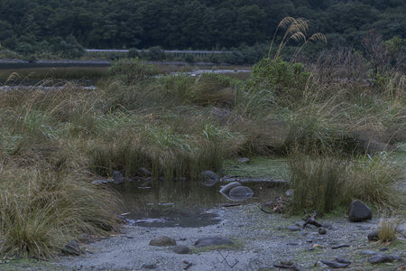 湿地草丛中的静谧水洼