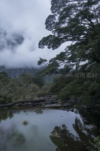 高耸树冠下云雾弥漫山野幽境