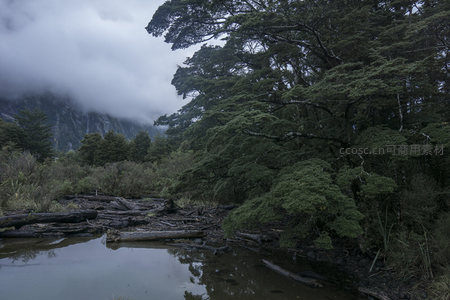 云雾缭绕的森林溪流旁古树参天