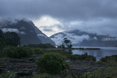 湖畔孤树与云海相映成趣