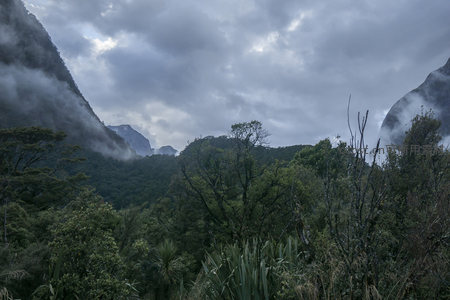 密林仰望云雾弥漫的山谷奇景