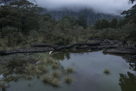 云雾山涧静谧湿地，倒木横陈水草丰茂