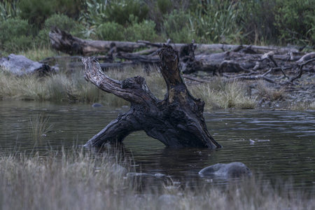水中枯树如雕塑，苍劲姿态诉岁月沧桑