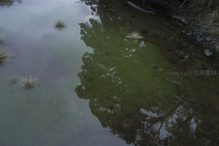 绿藻浮水映树影，清澈溪流现自然肌理