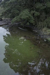 溪畔浓荫覆水面，绿藻点染倒影如画