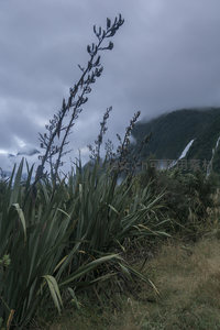 山巅剑叶花穗挺立，云海瀑布衬托苍茫天地