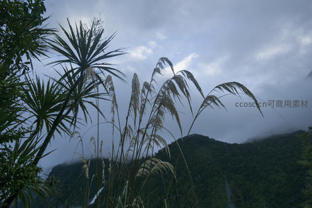 风中摇曳的芦苇与朦胧山峦