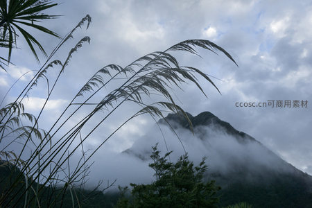 云海之上的草叶剪影