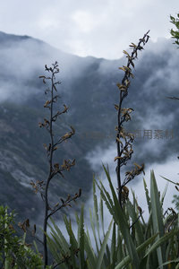 枯萎花序与雾中山景