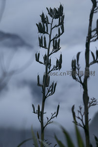 雾中植物花苞的暗调特写