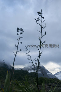 山巅云雾缭绕，植物剪影挺立