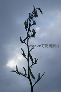 孤枝向天，豆荚挂满云间