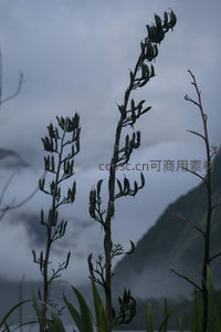 雨后山野，植物静默迎风