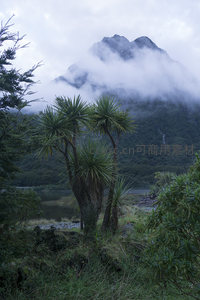 湖畔棕榈树，云锁峰顶如画