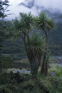 绿意盎然湖岸，云山相映成趣