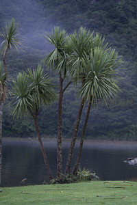 湖畔棕榈树与青山雾霭相映成趣